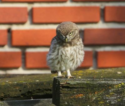 Steenuil - Little Owl