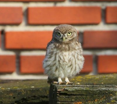 Steenuil - Little Owl