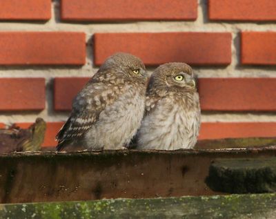 Steenuilen - Little Owls