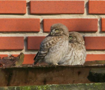 Steenuilen - Little Owls