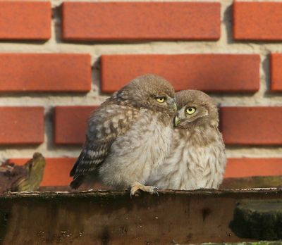 Steenuilen - Little Owls