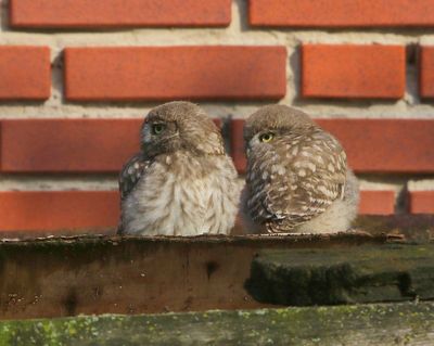 Steenuilen - Little Owls