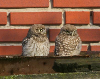 Steenuilen - Little Owls