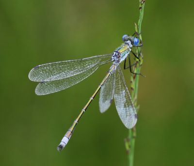 Tangpantserjuffer - Scarce Emerald Damselfly
