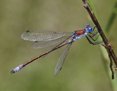 Tangpantserjuffer - Scarce Emerald Damselfly