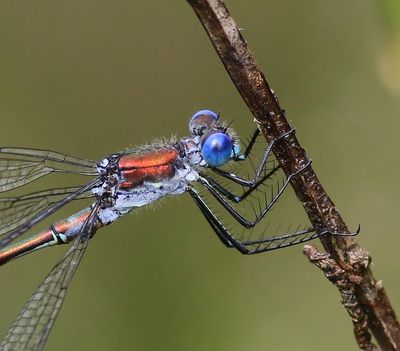 Tangpantserjuffer - Scarce Emerald Damselfly