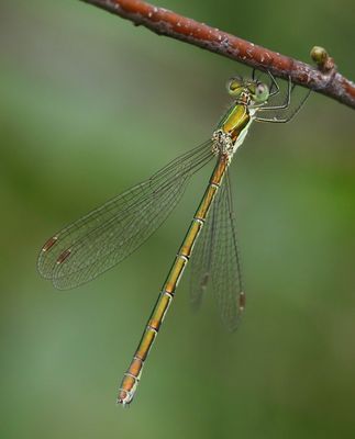 Tengere Pantserjuffer - Small Spreadwing