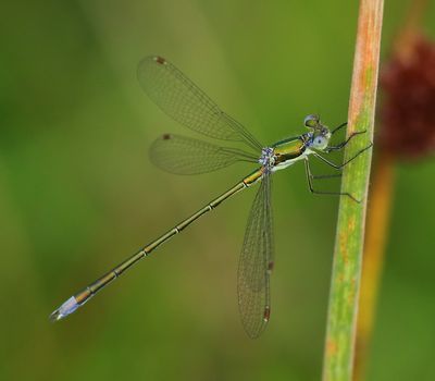 Tengere Pantserjuffer - Small Spreadwing