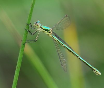 Tengere Pantserjuffer - Small Spreadwing