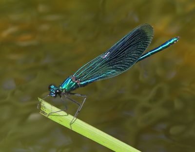 Weidebeekjuffer - Banded Demoiselle