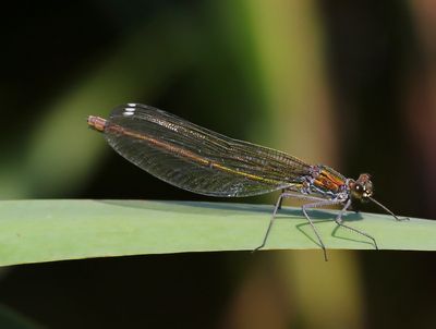 Weidebeekjuffer - Banded Demoiselle