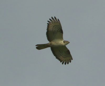 Wespendief - European Honey Buzzard
