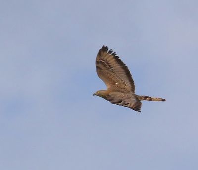 Wespendief - European Honey Buzzard