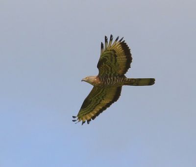 Wespendief - European Honey Buzzard