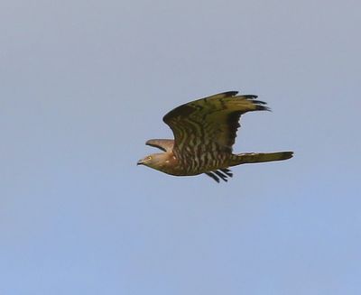 Wespendief - European Honey Buzzard
