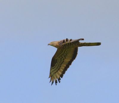 Wespendief - European Honey Buzzard