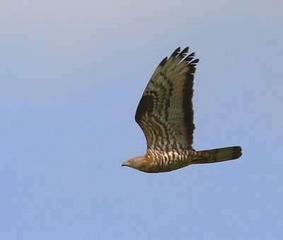 Wespendief - European Honey Buzzard
