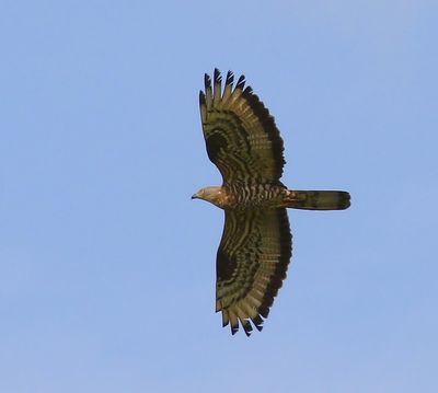 Wespendief - European Honey Buzzard