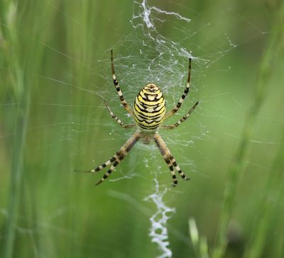 Wespspin - Wasp Spider