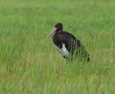 Zwarte Ooievaar - Black Stork