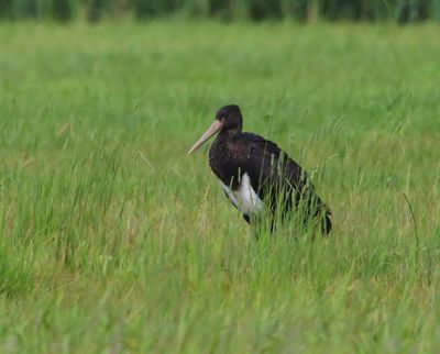 Zwarte Ooievaar - Black Stork