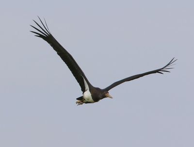 Zwarte Ooievaar - Black Stork