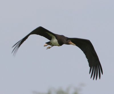 Zwarte Ooievaar - Black Stork