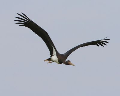 Zwarte Ooievaar - Black Stork