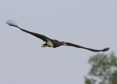 Zwarte Ooievaar - Black Stork