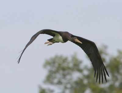 Zwarte Ooievaar - Black Stork