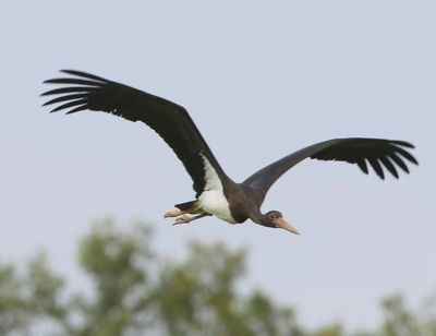 Zwarte Ooievaar - Black Stork