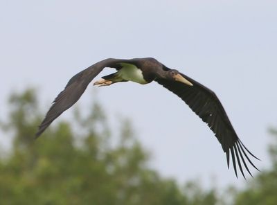 Zwarte Ooievaar - Black Stork