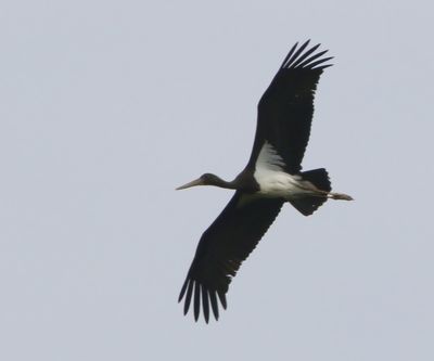 Zwarte Ooievaar - Black Stork