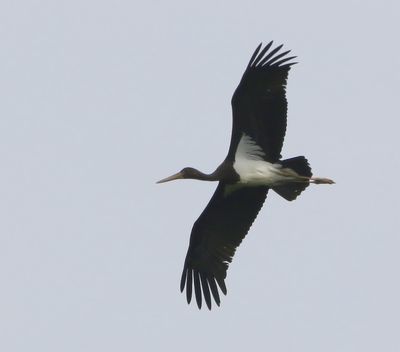 Zwarte Ooievaar - Black Stork