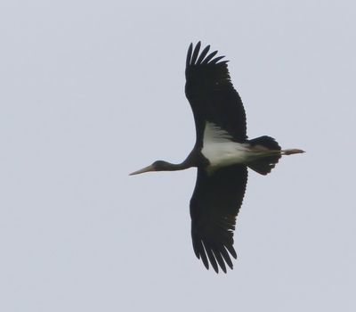 Zwarte Ooievaar - Black Stork