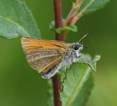 Zwartsprietdikkopje - Essex Skipper