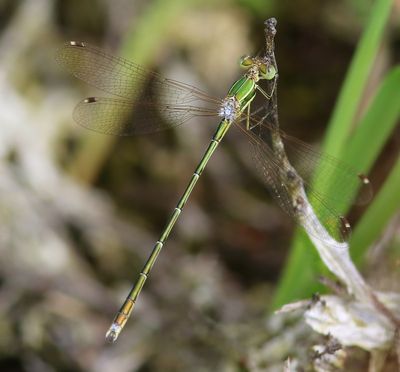 Zwervende Pantserjuffer - Southern Emerald Damselfly