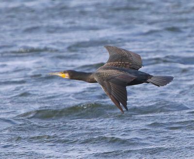Aalscholver - Great Cormorant