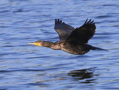 Aalscholver - Great Cormorant