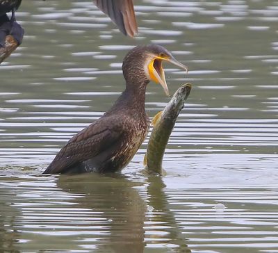 Aalscholver - Great Cormorant