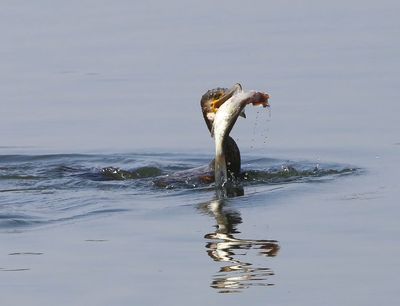 Aalscholver - Great Cormorant