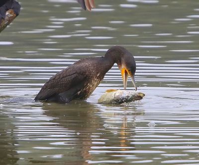 Aalscholver - Great Cormorant