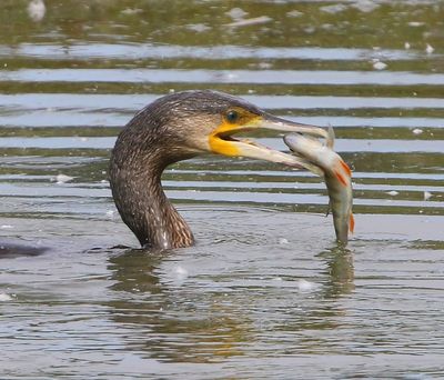 Aalscholver - Great Cormorant
