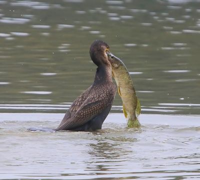 Aalscholver - Great Cormorant