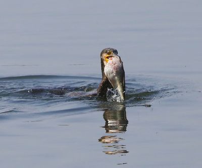 Aalscholver - Great Cormorant