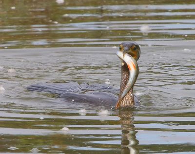 Aalscholver - Great Cormorant