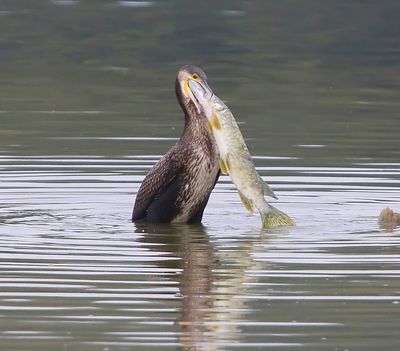 Aalscholver - Great Cormorant