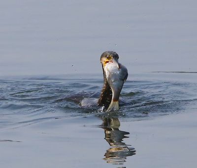 Aalscholver - Great Cormorant