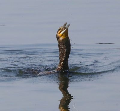 Aalscholver - Great Cormorant