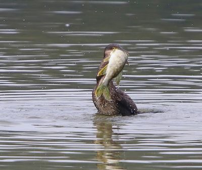 Aalscholver - Great Cormorant